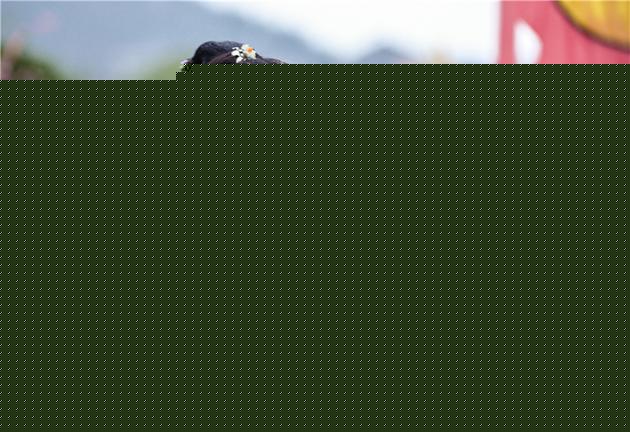 ֣ˬ
